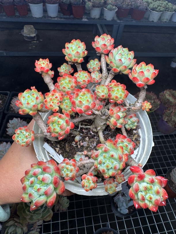小老桩蓝苹果 满15包邮不满到付