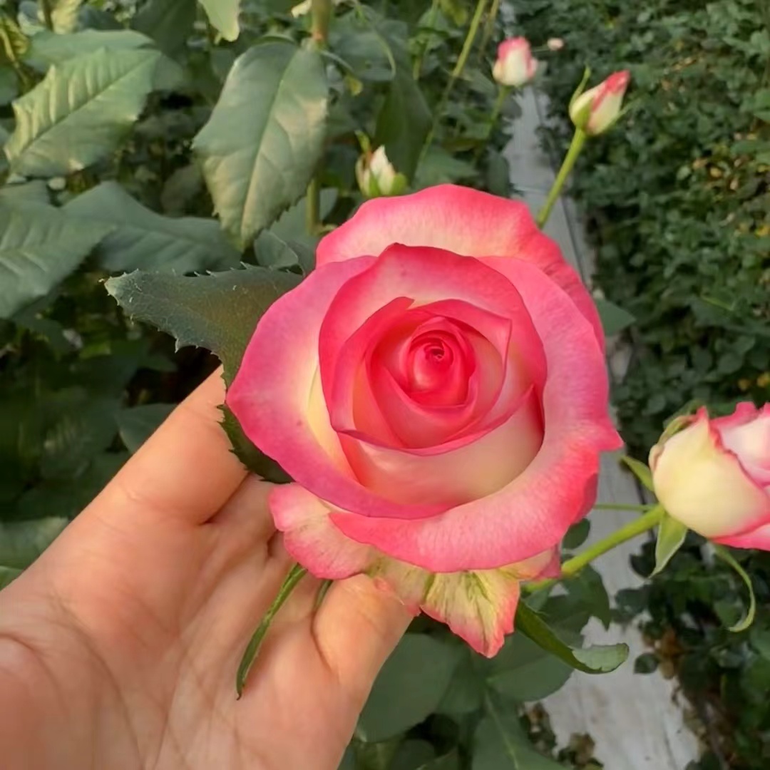 【艾莎】粉白色切花款独棵老桩3~5个大花苞阳台庭院盆栽地栽