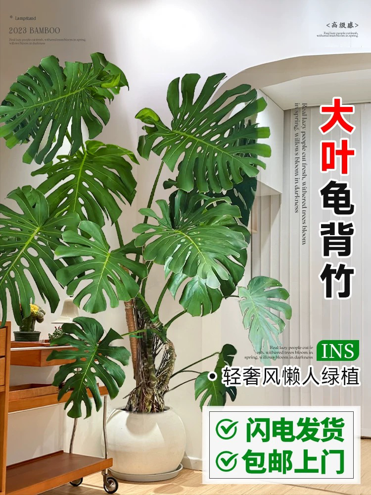 龟背竹老桩盆景室内除甲醛驱蚊植物客厅摆件高端大气绿植