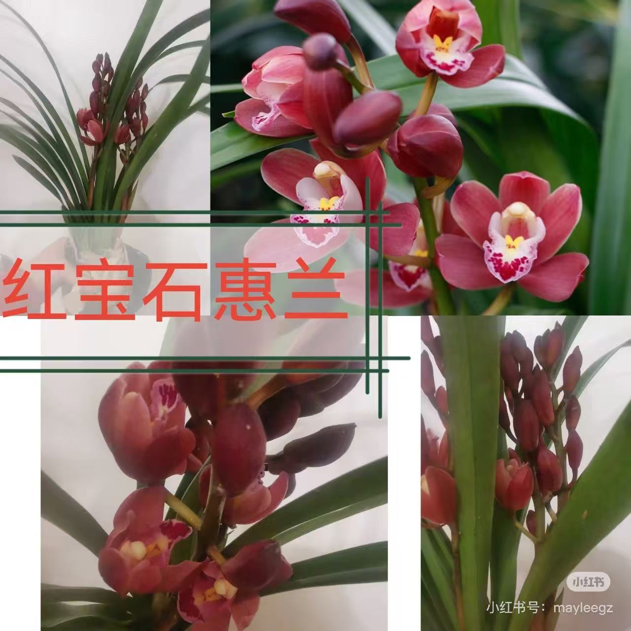 （红宝石）大花蕙兰室内盆栽带花苞花期长好养易活  不售后介意勿拍