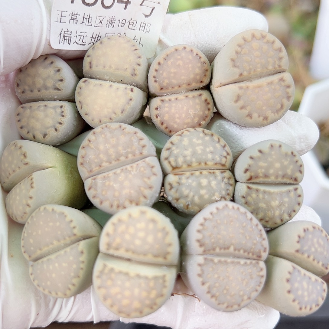 4364五年饼干12个2cm