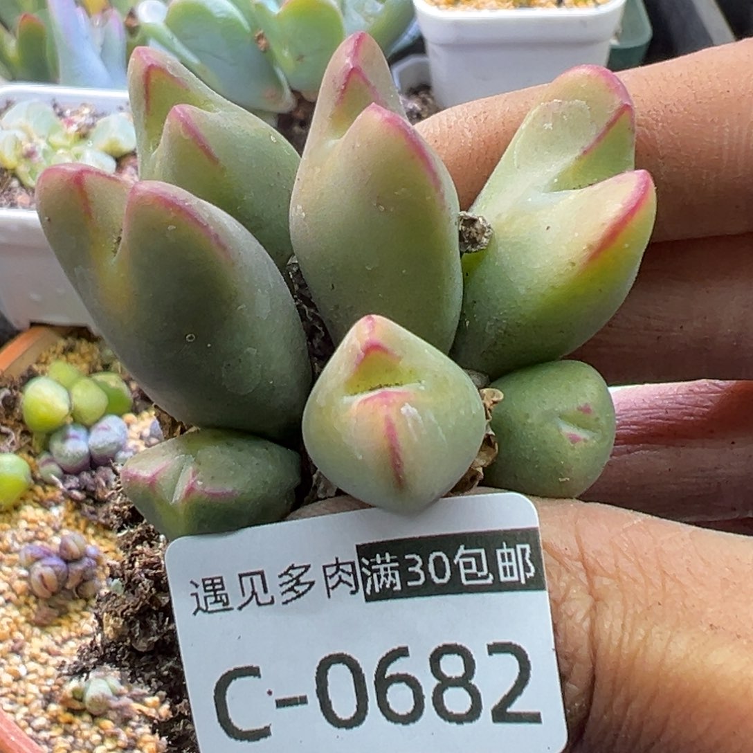 多肉植物11111111111111111