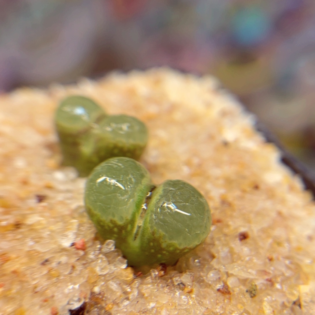 499 56786685776567877