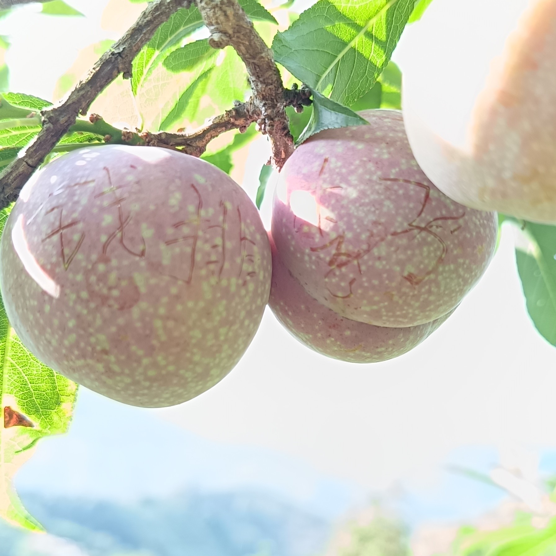 【全红精品中小果】钱排原产地自家果园直销无任何农药残留放心购买