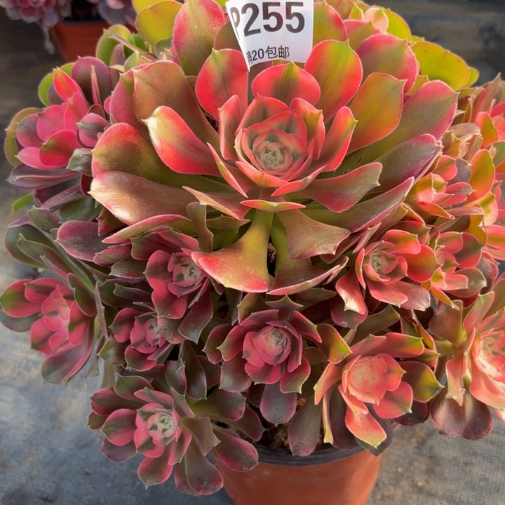 瑞妈多肉植物。255双色一体