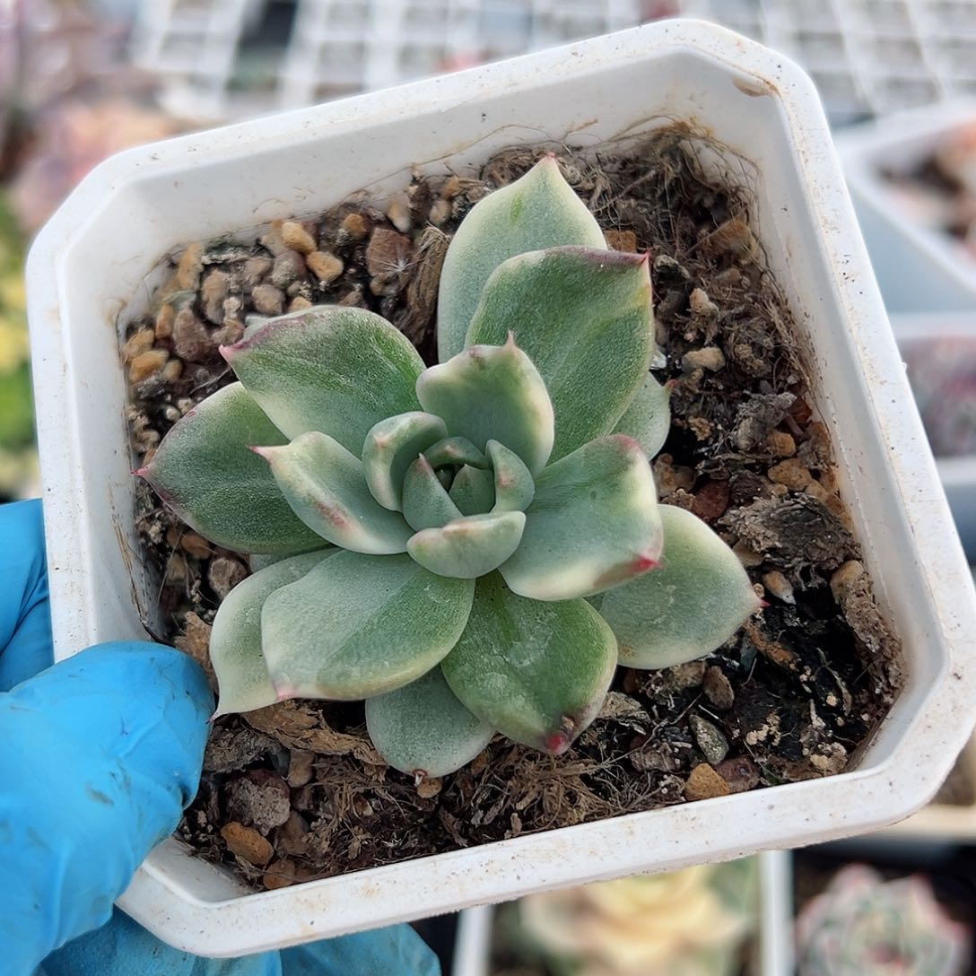 紫卡锦，多肉植物