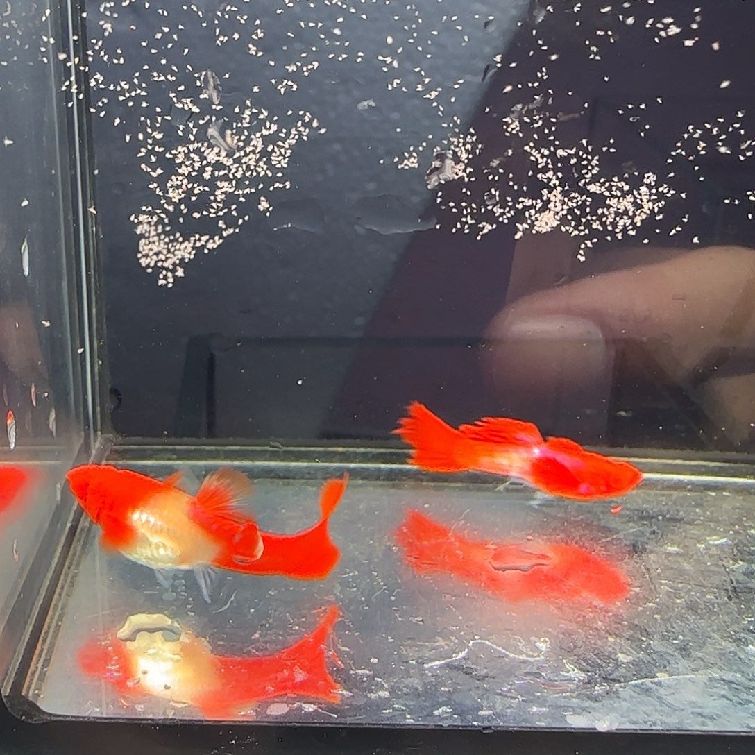 孔雀鱼双分水一对