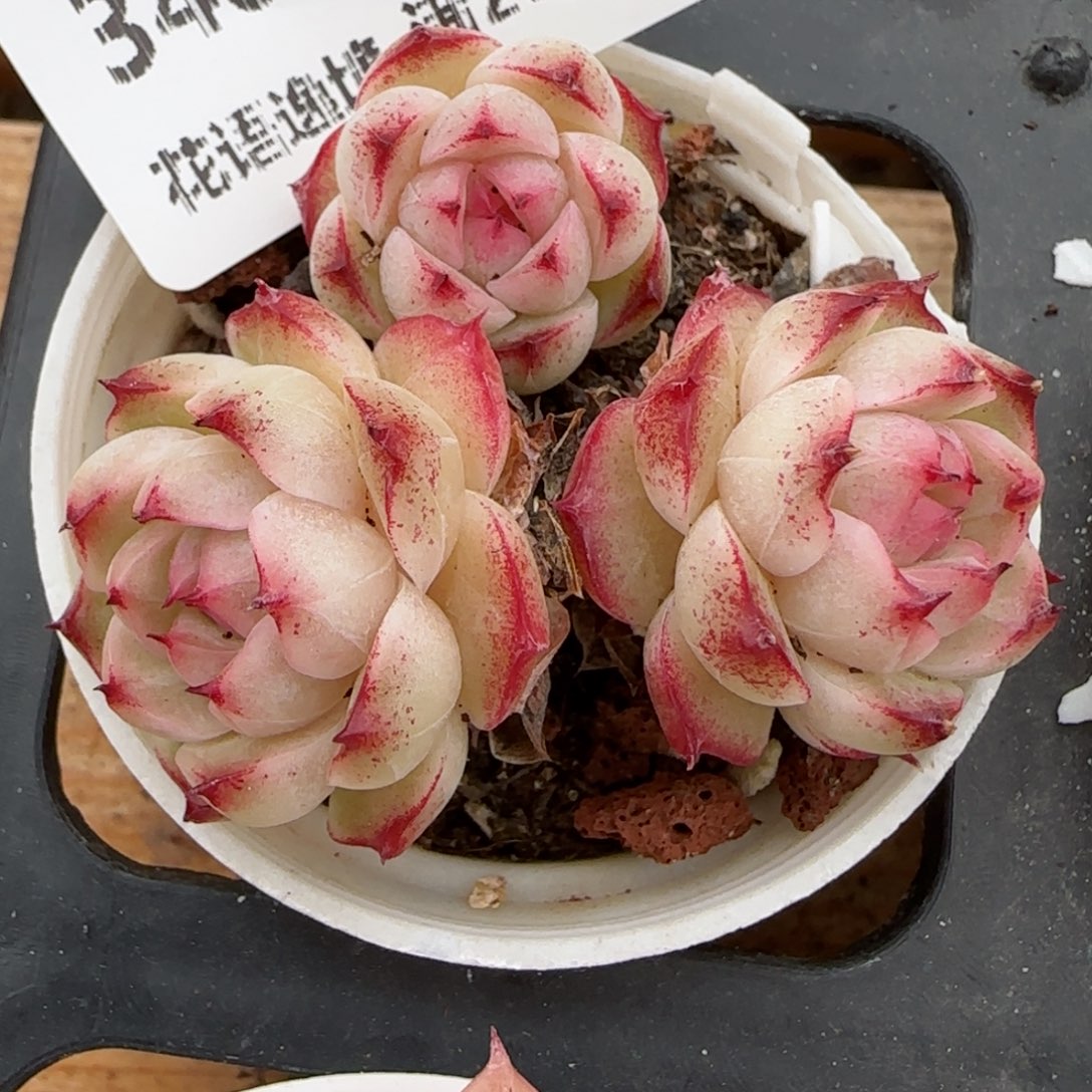 花语逸镜0203-340