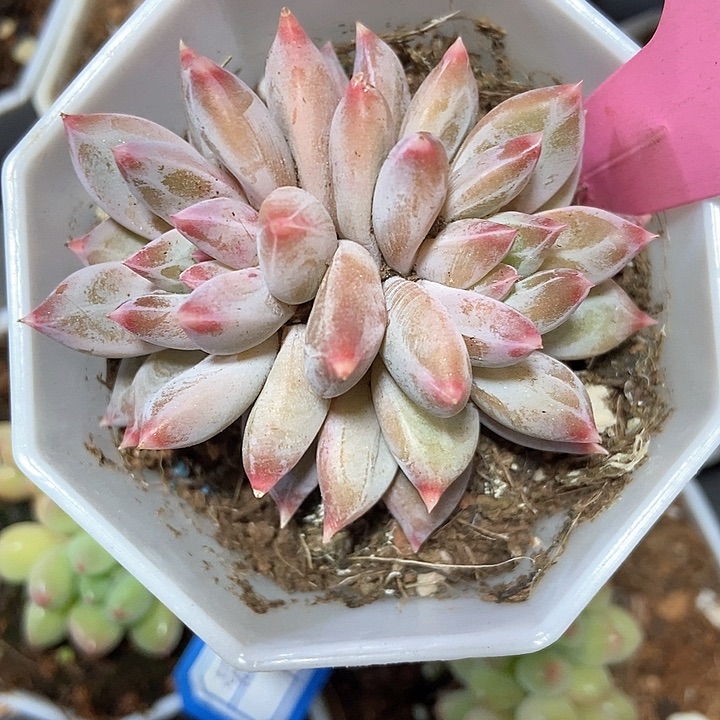 多肉植物314多肉