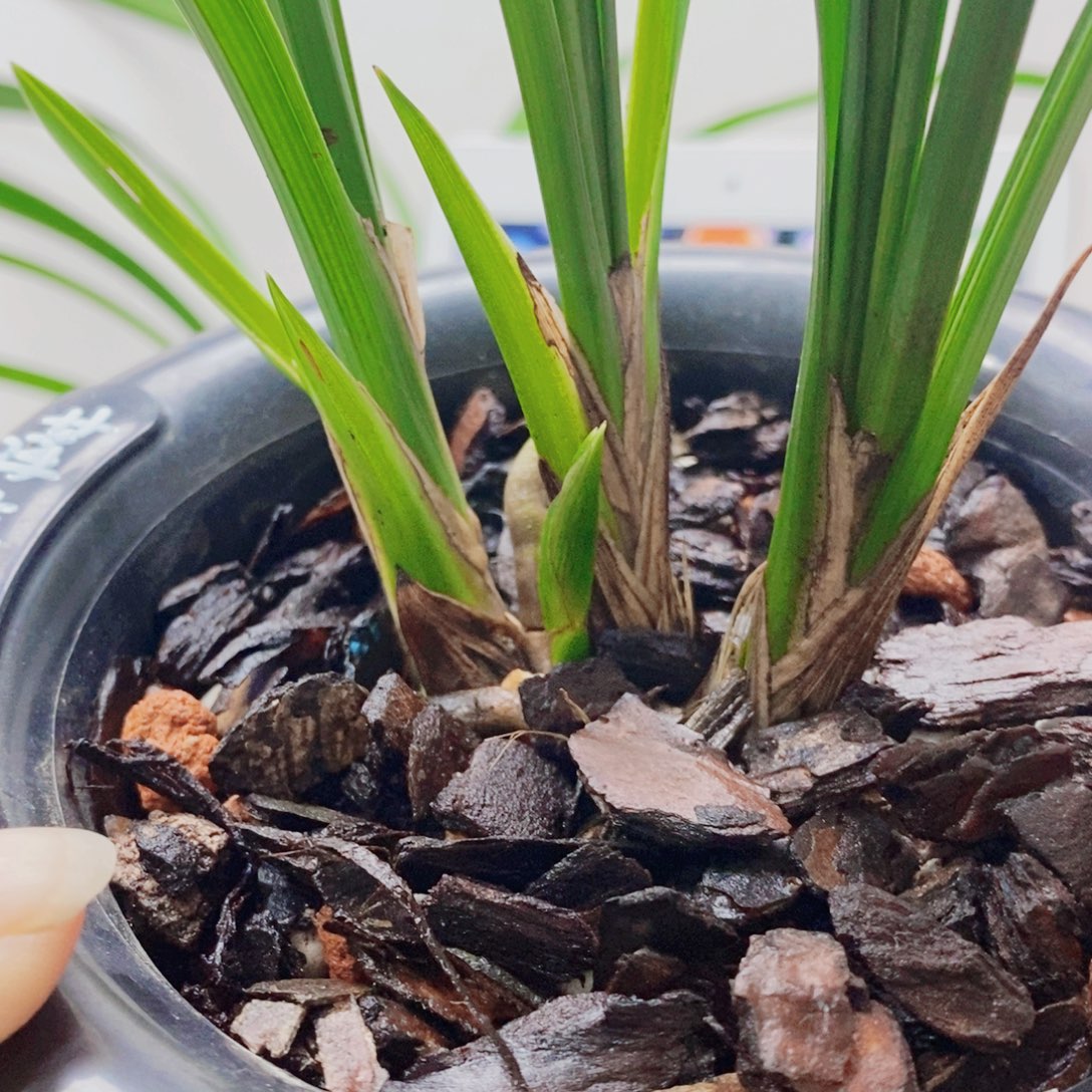 山***李当前无花栽培后可以开花