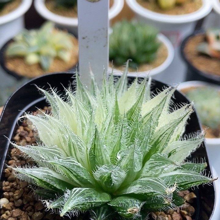 5毛绒球实生多肉植物花