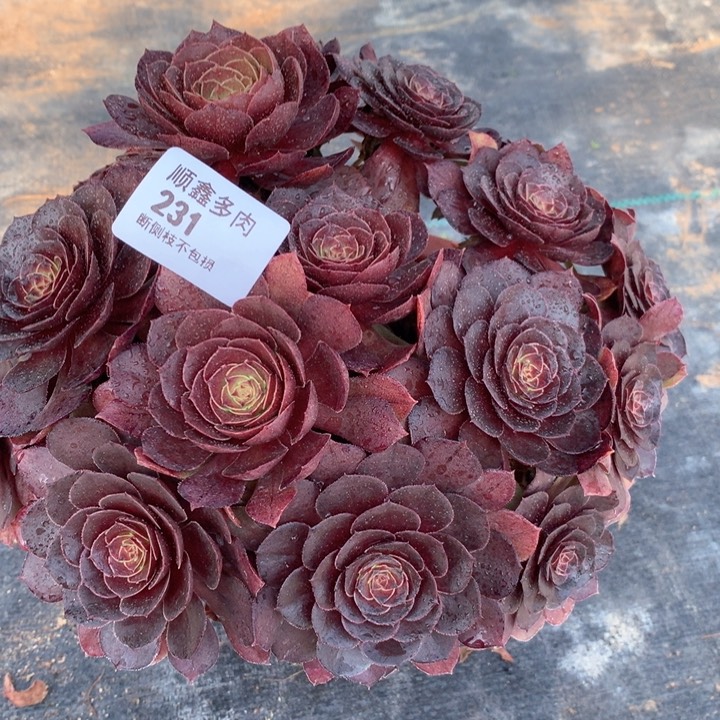 231万圣节变异多肉植物