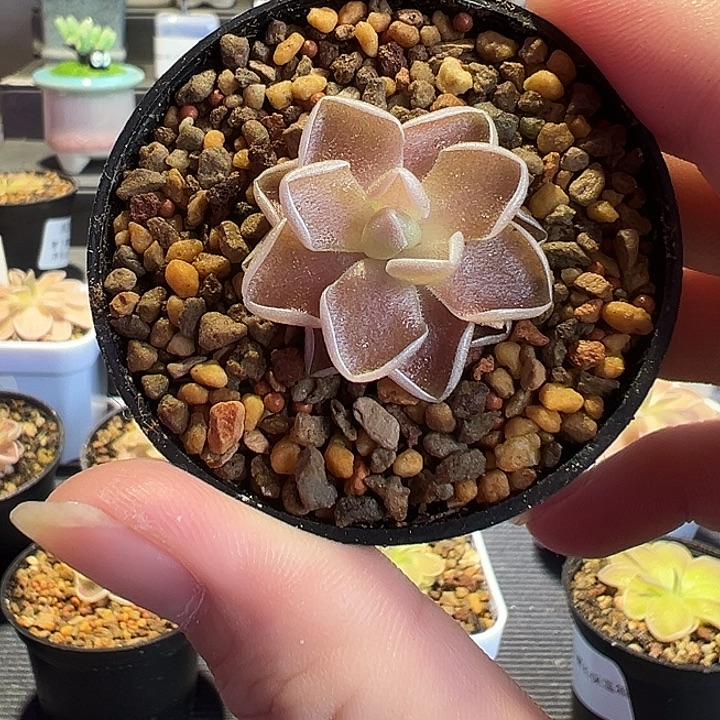 无花朵捕虫堇脱土发伊爱兰88220