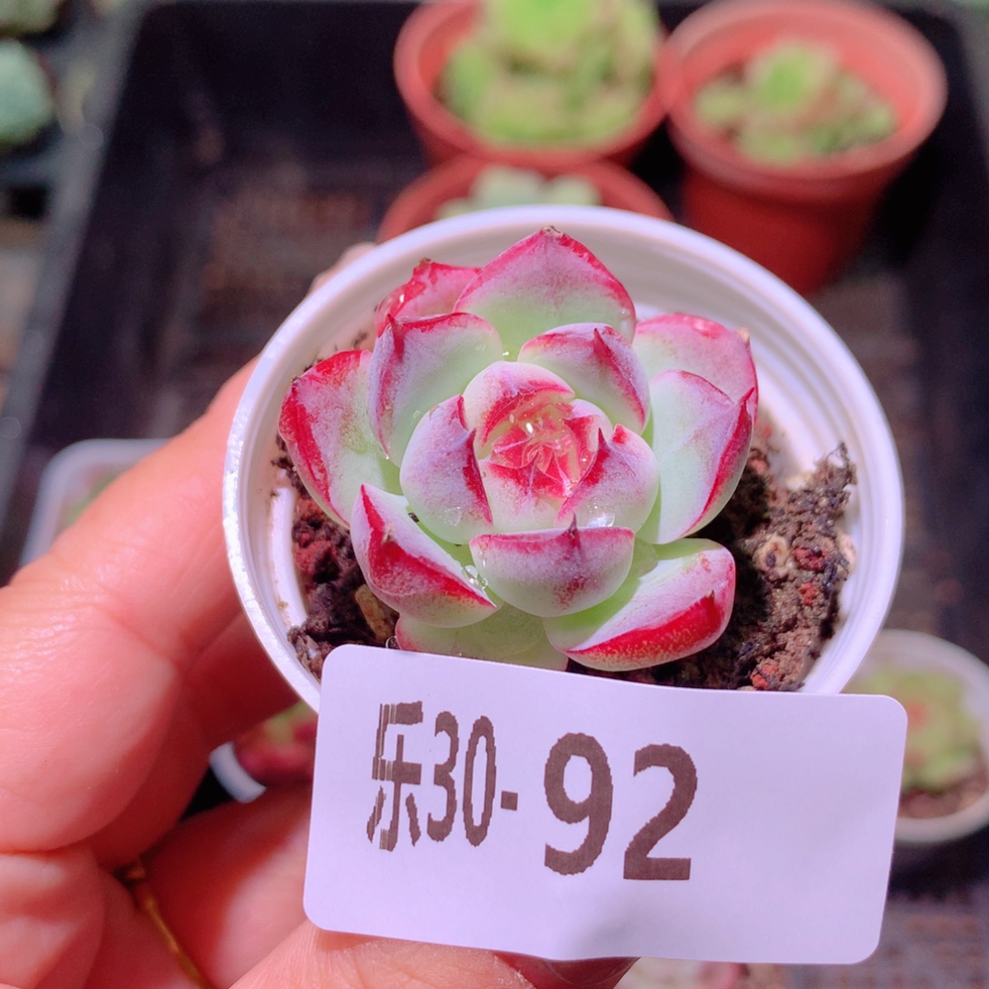 乐然30-92 新品单头 