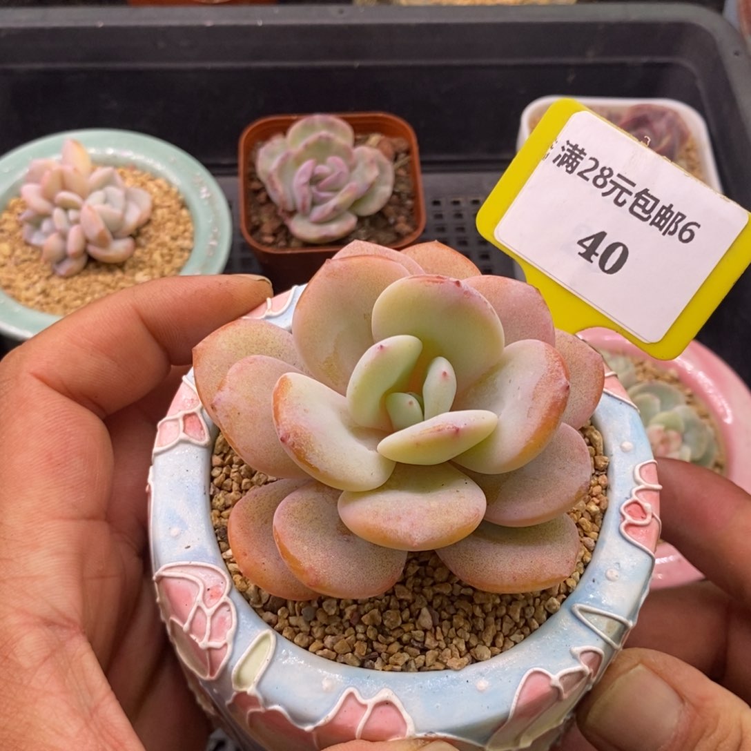 640奶茶精控单头多肉