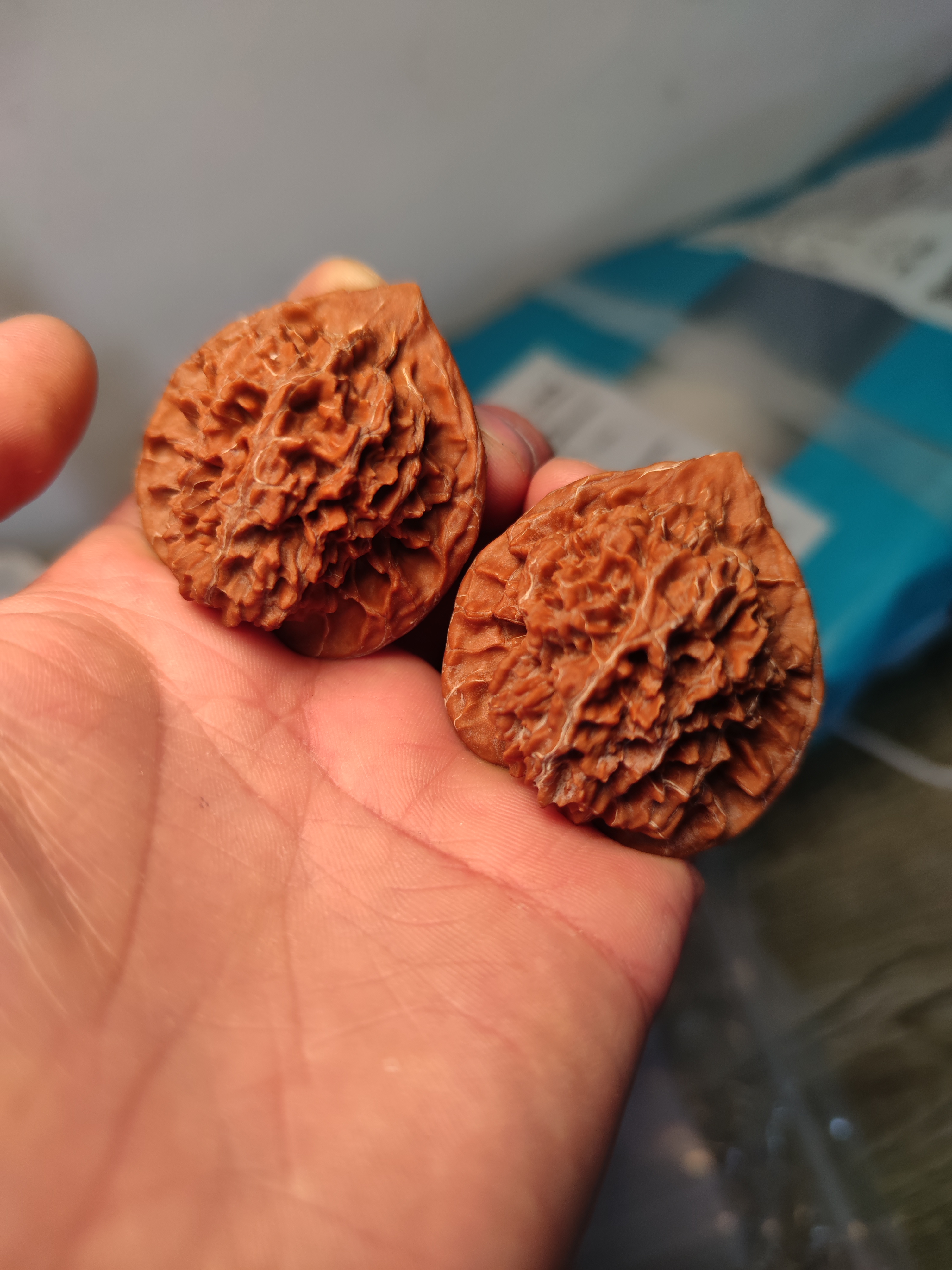 秦岭核桃野生公子帽