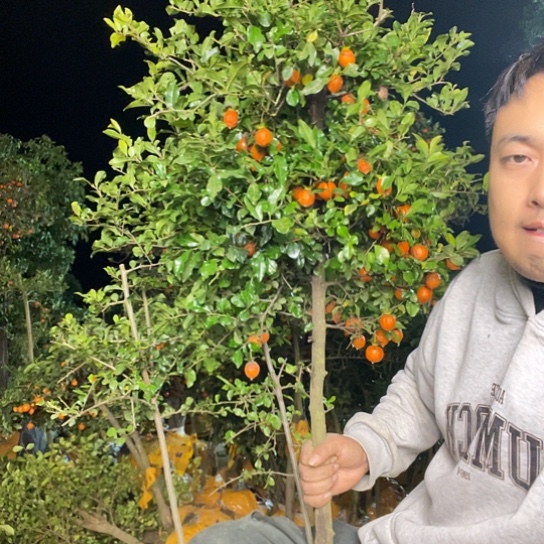 无花朵金弹子庭院原生品种