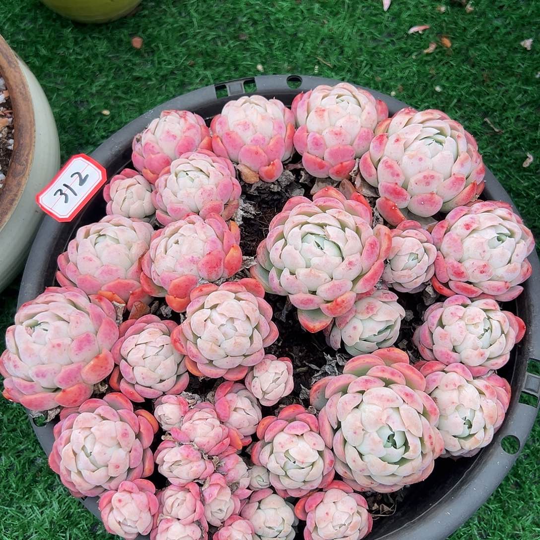 香水胭脂贝瑞312           