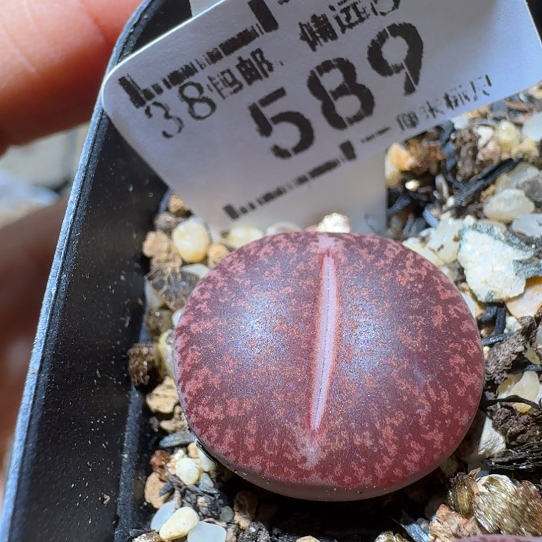 Ssss好货也清了589