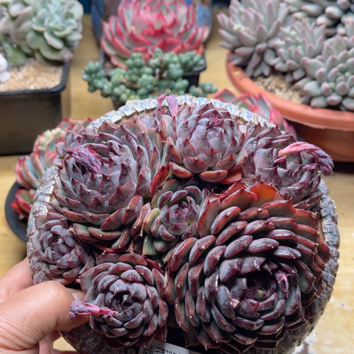 【闪购商品】2818蓝色妖姬