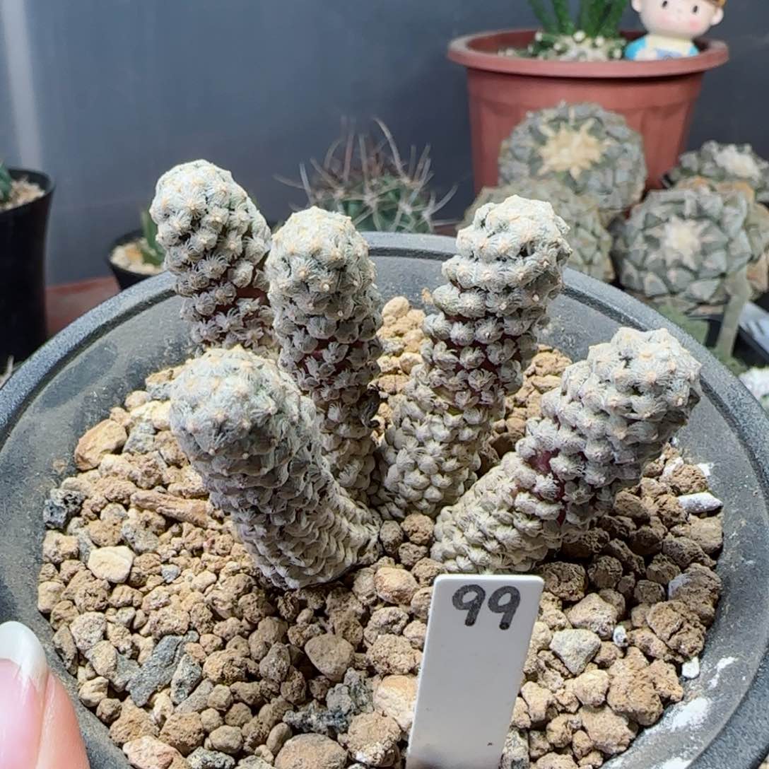 99实生戴斯尤多肉