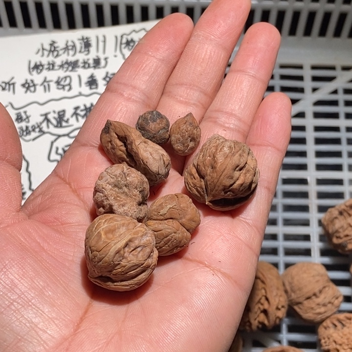 ，***，核桃小籽7个单只异形