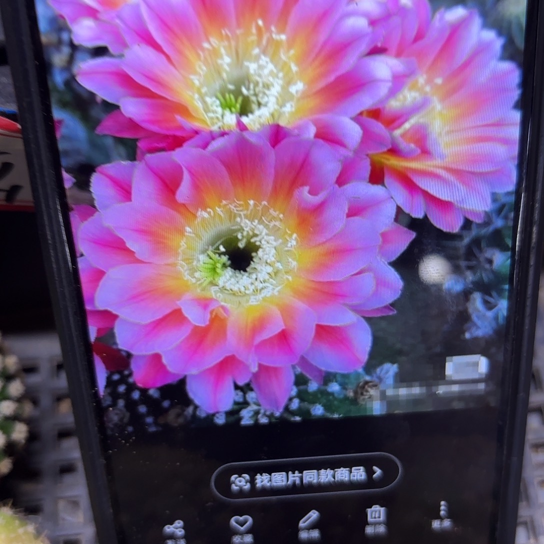 炫舞彩毛侧牙20包邮50