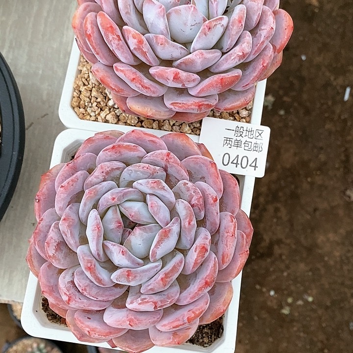 【闪购商品】鱼*鱼0404多肉植物盆栽