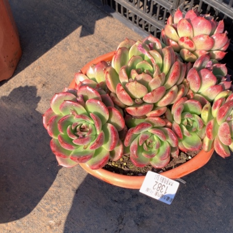 果**台1382水晶多肉多肉