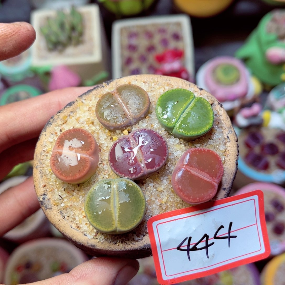 444生石花带盆发