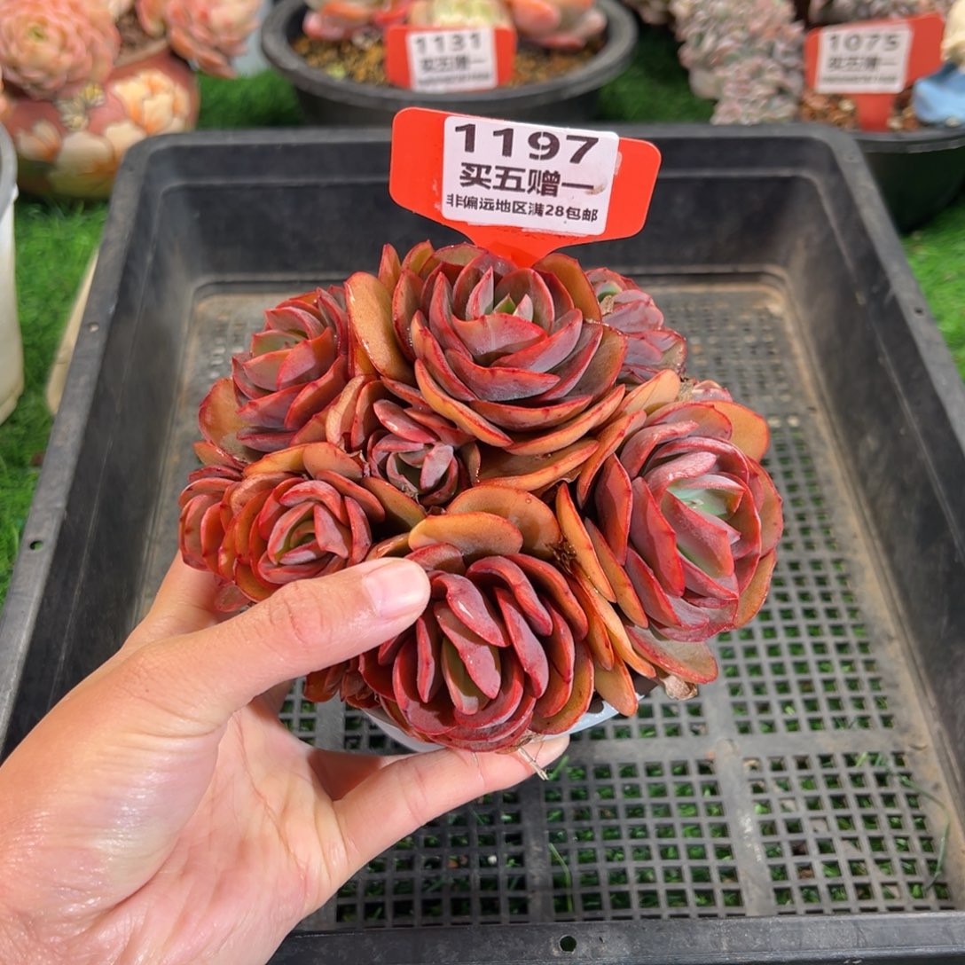 表妹精品多肉1197.