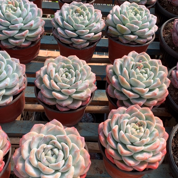 超大母本单头暗纹冰玉两单包邮