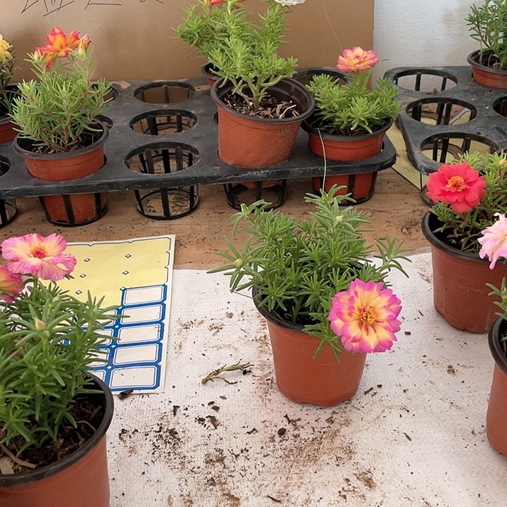 无花朵《***》粉丝福利4盆