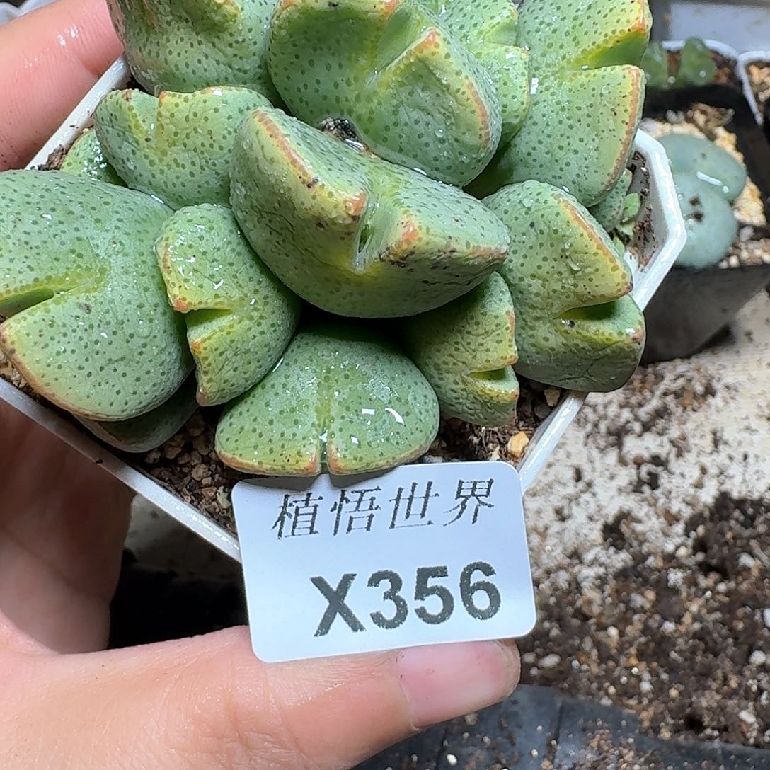 356盒多肉植物哇fv