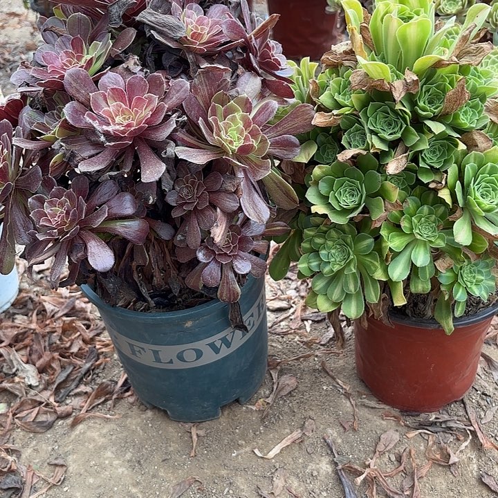 多肉植物法师2颗25