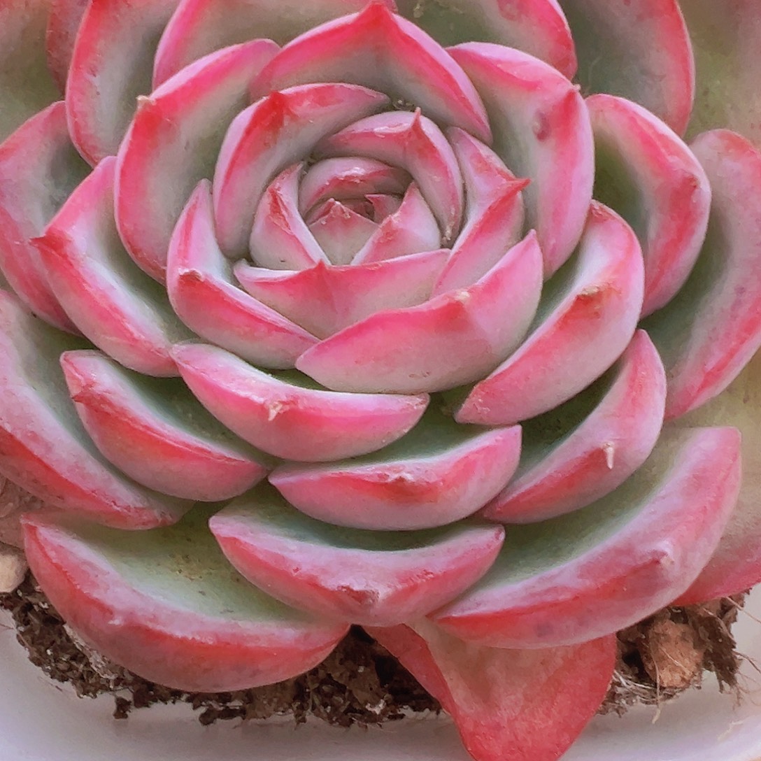 大侧影19包邮多肉