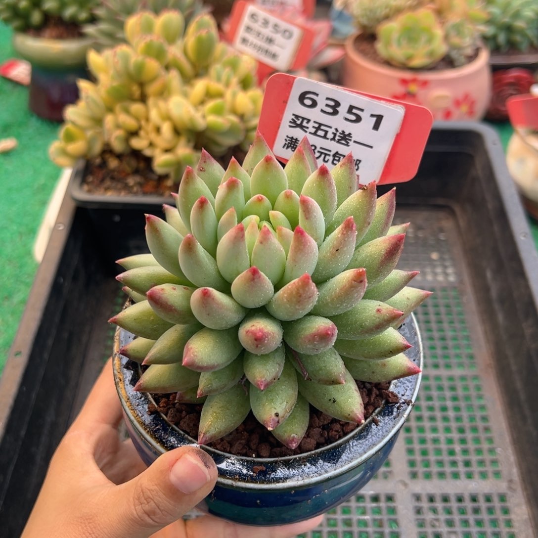 表妹精品多肉植物6351.