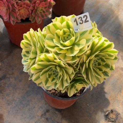 132迈巴赫朵朵多肉