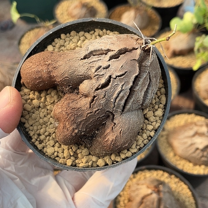 356象足龟甲龙块根