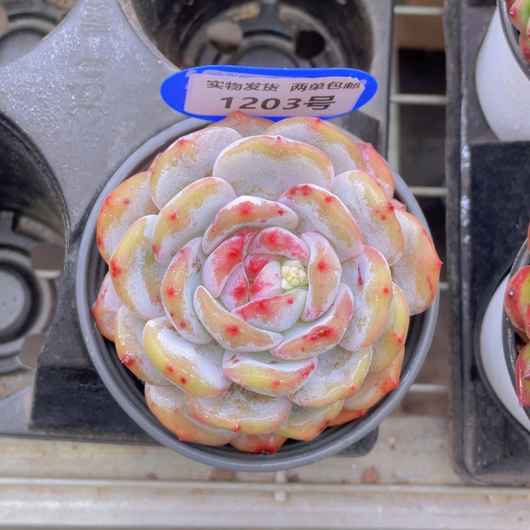 1203号 紫皮石榴籽星影母本单头一个