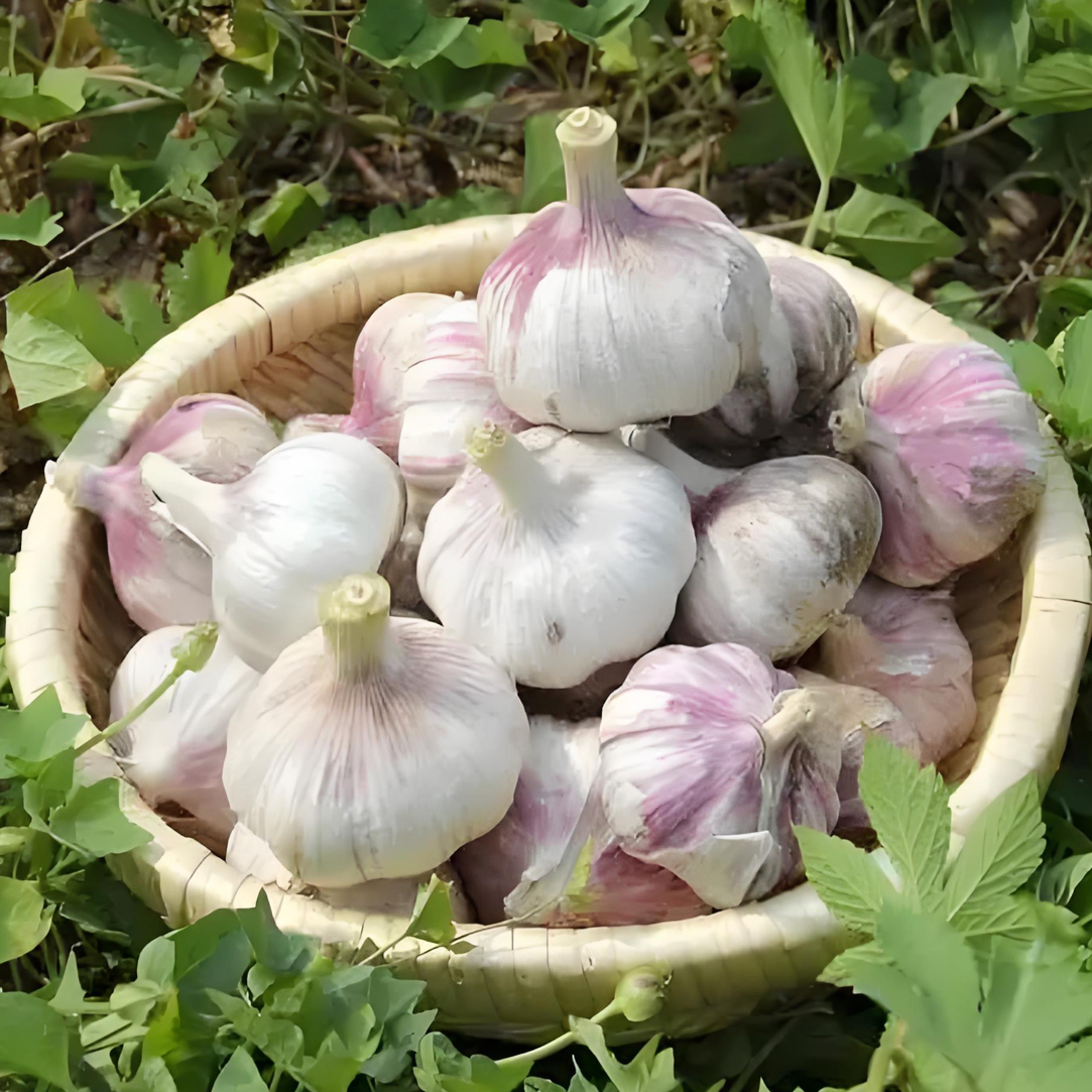 贵州高山老品种大蒜
