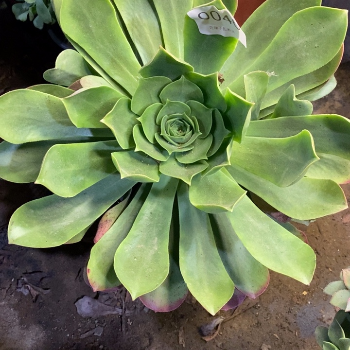 香炉盘多肉断头不包0046