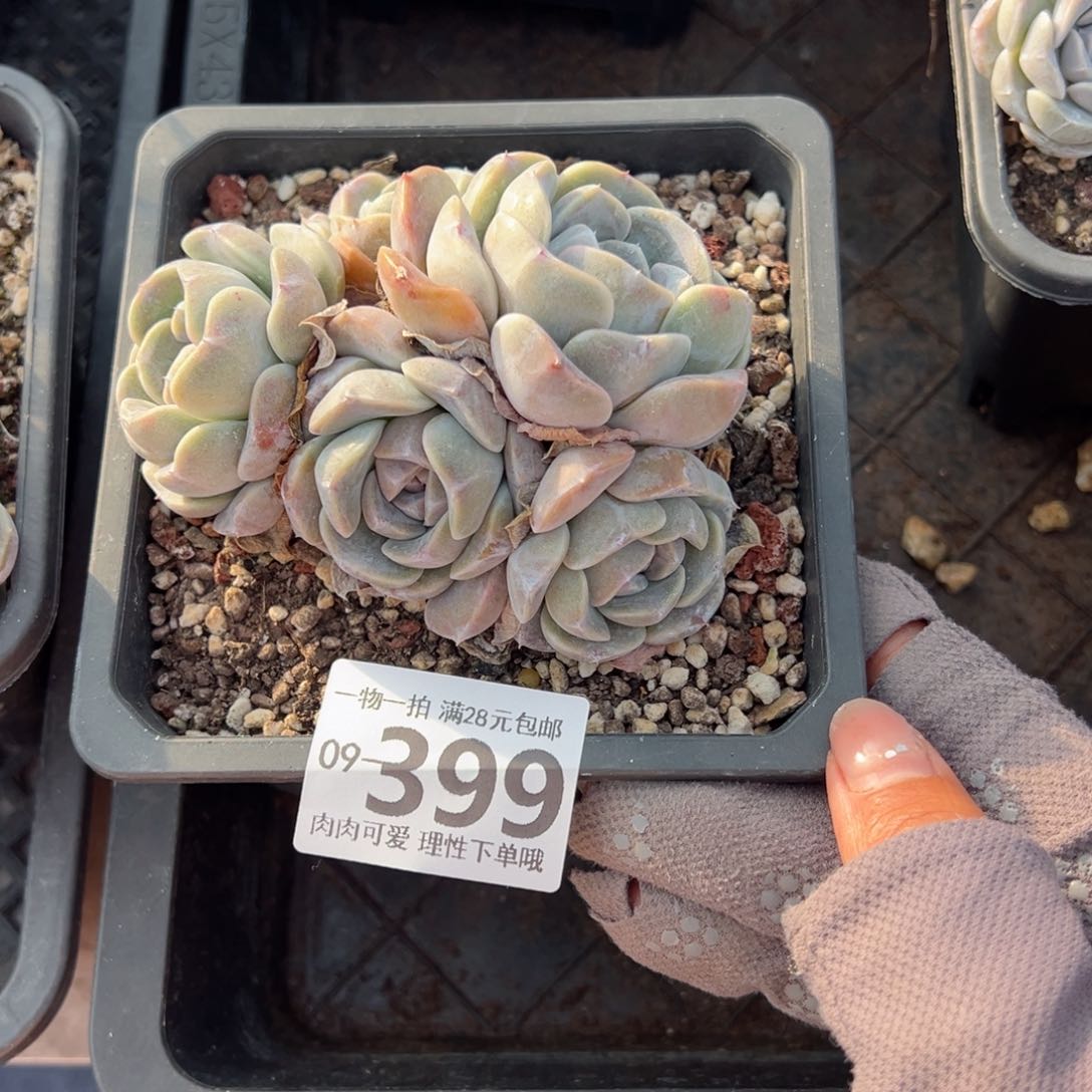 汉堡，多多肉多肉多肉多肉