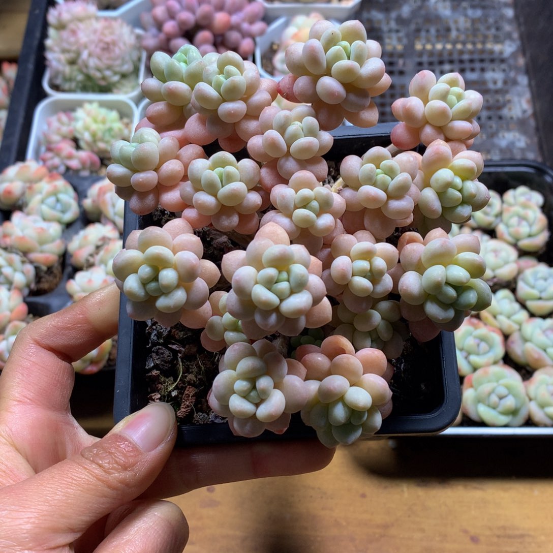 精控洛可可多肉一物一拍