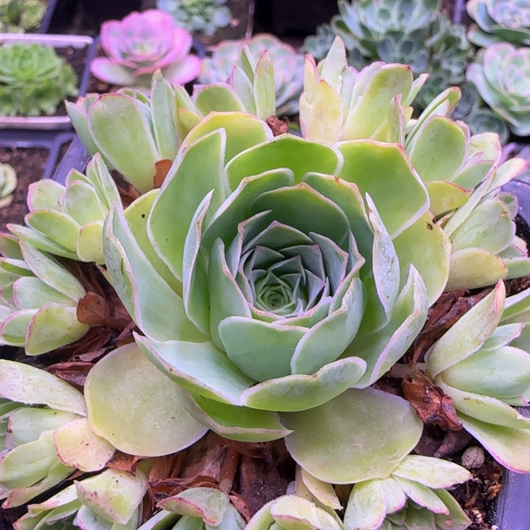 3捧花9厘米老庄玫瑰124242457572