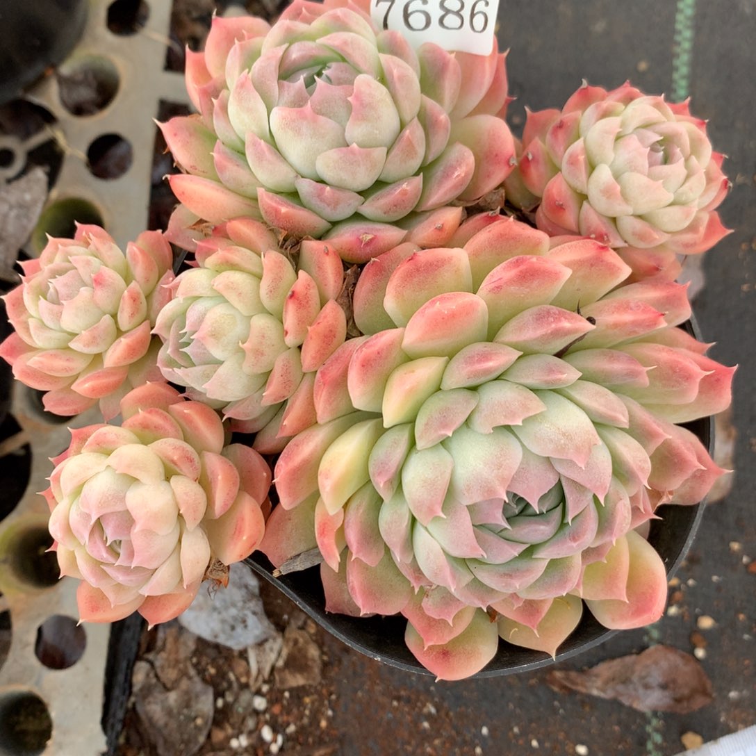 7686杂交多肉老桩