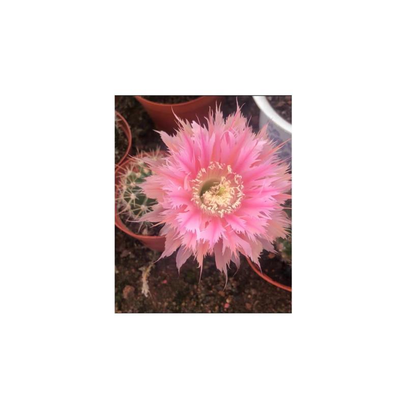 自根凤羽24号彩草，尺寸以直播间为准，环境不同开花不同介意勿拍