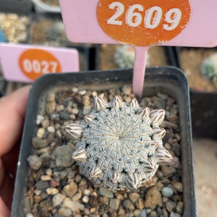 屏***店实生白斜子2609000000