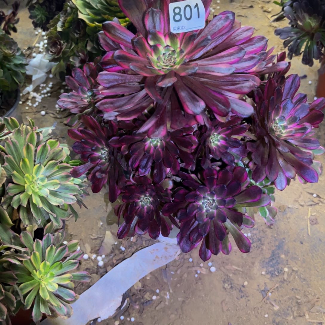 801黑金刚多肉植物