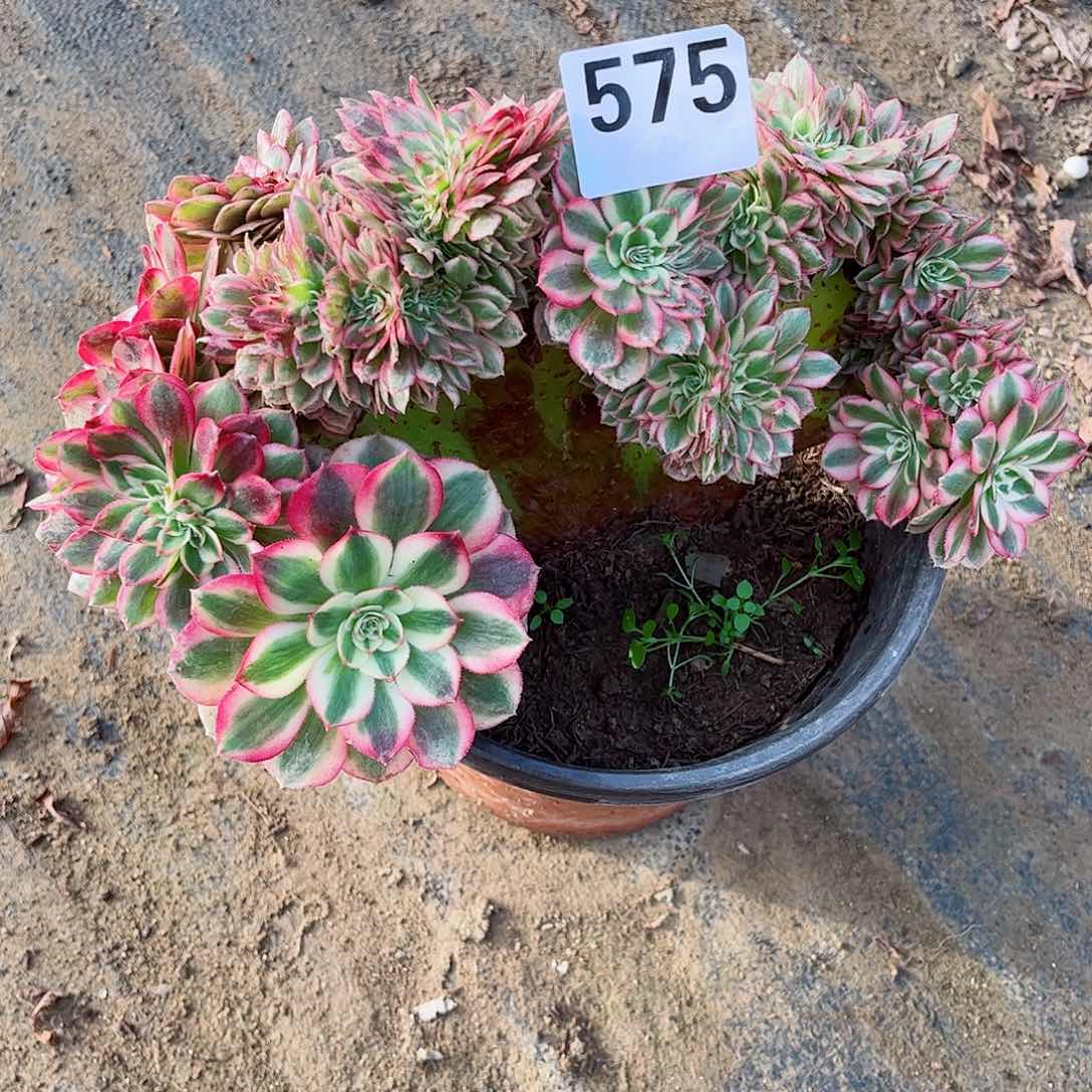 无花朵美多肉植物575